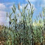 Пшеница обыкновенная (Triticum vulgare L.)