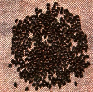 Псоралея костянковая (Psoralea drupacea Bge.)