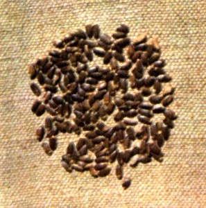 Расторопша пятнистая (Silybum marianum Gaerth.)