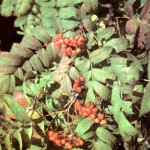 Рябина обыкновенная (Sorbus aucuparia L.)