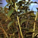 Секуринега полукустарниковая (Securiaega sufruticosa Rehd.) Секуринега полукустарниковая (Securiaega sufruticosa Rehd.)