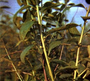 Секуринега полукустарниковая (Securiaega sufruticosa Rehd.)