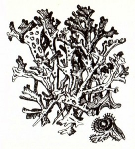 Цетрария исландская (Сetraria islandlca L.)