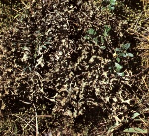 Цетрария исландская (Сetraria islandlca L.)