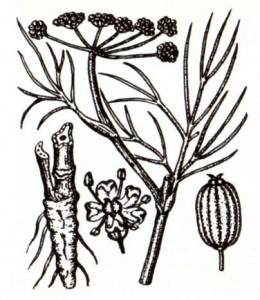 Фенхель обыкновенный (Foeniculum vulgare Mill.)