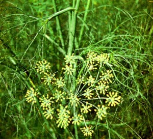 Фенхель обыкновенный (Foeniculum vulgare Mill.)