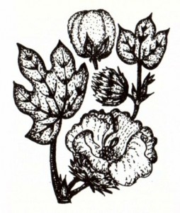 Хлопчатник мохнатый (Gossypium hirsutum L.)