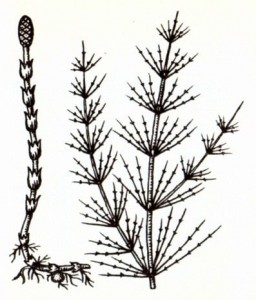 Хвощ полевой (Equisetum arvense L.)