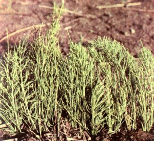 Хвощ полевой (Equisetum arvense L.)