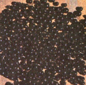 Смородина черная (Ribes nigrum L.)