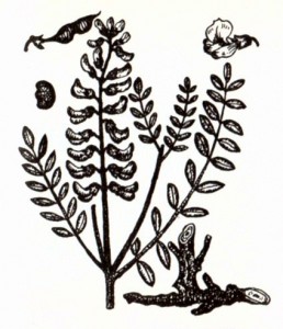 Софора толстоплодная (Sophora pachycarpa С. A.M.)