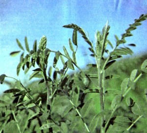 Софора толстоплодная (Sophora pachycarpa С. A.M.)