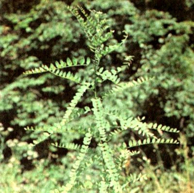 Софора японская (Sophora japonica L.) / Herbal Expert