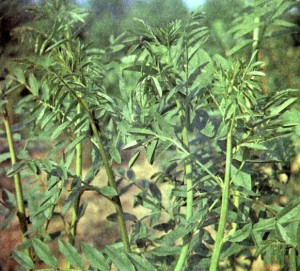 Солодка голая (Glycyrrhiza glabra L.)