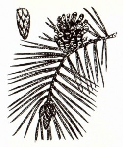 Сосна обыкновенная (Pinus silvestris L.)