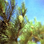 Сосна обыкновенная (Pinus silvestris L.)