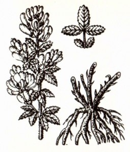 Стальник пашенный (Ononis arvensis L.)