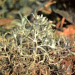Сушеница топяная (Gnaphalium uliginosum L.), часть 2