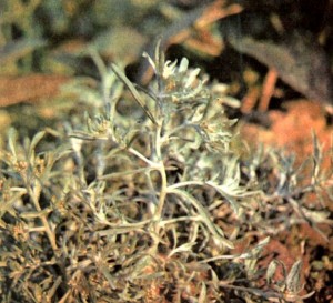 Сушеница топяная (Gnaphalium uliginosum L.)