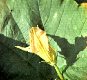 Тыква обыкновенная (Cucurbita реро L.)