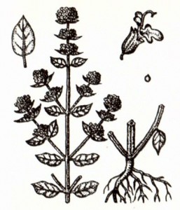 Тимьян обыкновенный (Thymus vulgaris L.)