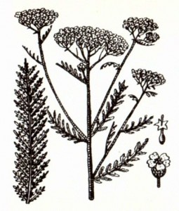 Тысячелистник обыкновенный (Achillea millefolium L.)