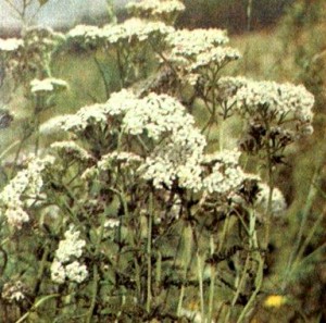 Тысячелистник обыкновенный (Achillea millefolium L.)