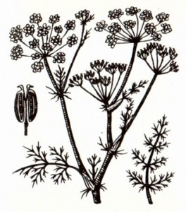 Тмин обыкновенный (Carum carvi L.)