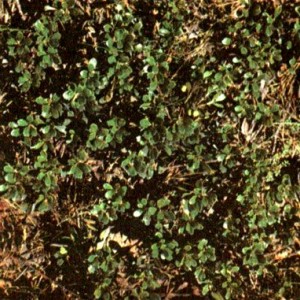 Толокнянка обыкновенная (Arctostaphylos uva ursi Spr.)