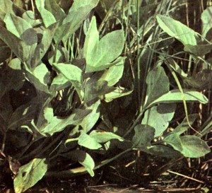 Трилистник водяной (Menyanthes trifoliata L.)