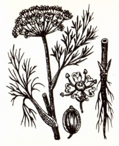 Укроп огородный (Anethum graveolens L.)