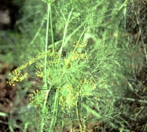 Укроп огородный (Anethum graveolens L.)