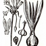 Унгерния Северцова (Ungernia severtzovii B. Fedtsch.)