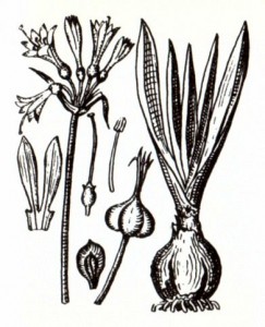 Унгерния Северцова (Ungernia severtzovii B. Fedtsch.)