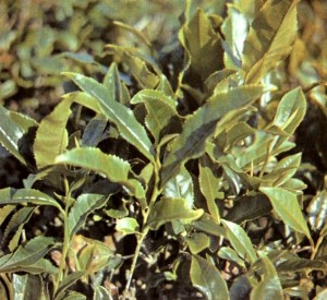 Чай китайский (Thea sinensis L.)