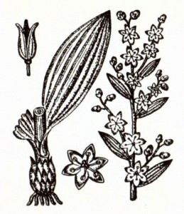 Чемерица Лобеля (Veratrum lobelianum Bernh.)
