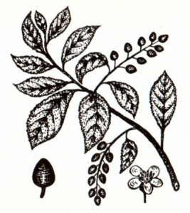 Черемуха обыкновенная (Padus racemosa Gilib.)