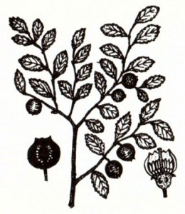 Черника обыкновенная (Vaccinium myrtillus L.)
