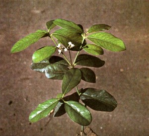 Чилибуха (Strychnos nux vomica L.)