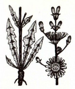 Цикорий обыкновенный (Cichorium intybus L.)
