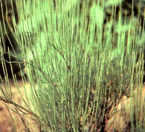 Эфедры хвощевая и средняя, или промежуточная (Ephedra equisetina Bge., Е. intermedia Schrenk.)