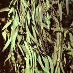 Эвкалипт прутовидный (Eucalyptus viminalis Labill.)