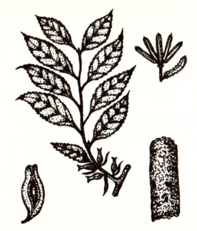 Эвкоммия вязолистная (Eucommia ulmoldes Oliv.) / Herbal Expert
