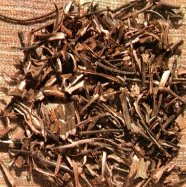Эвкоммия вязолистная (Eucommia ulmoldes Oliv.) / Herbal Expert