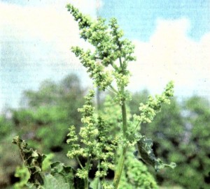 Щавель конский (Rumex confertus Willd.)