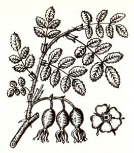 Шиповник майский (Rosa cinnamomea L.)