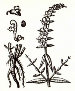Шлемник байкальский (Scutellaria baicalensis Georgi)