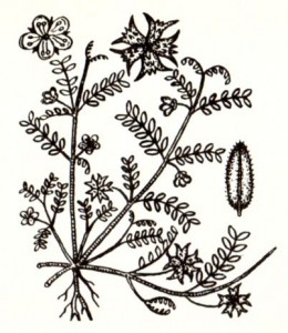 Якорцы стелющиеся (Тribulus terrestris L.)